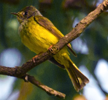 Grey-headed canary flycatcher(J)